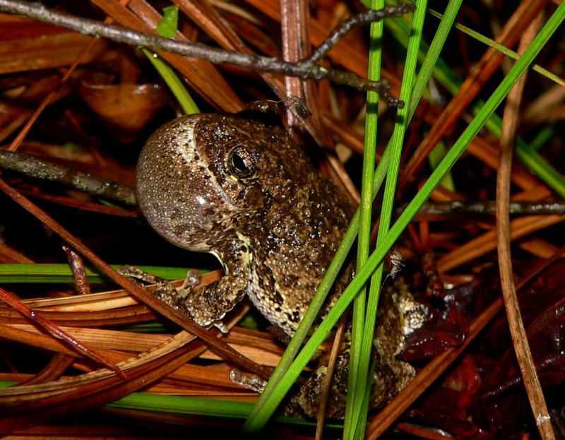 Copes Gray Treefrog - <i>Hyla chrysoscelis</i>