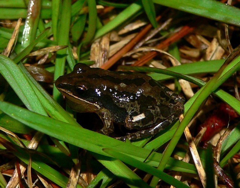 Southern Chorus Frog - <i>Pseudacris nigrita</i>
