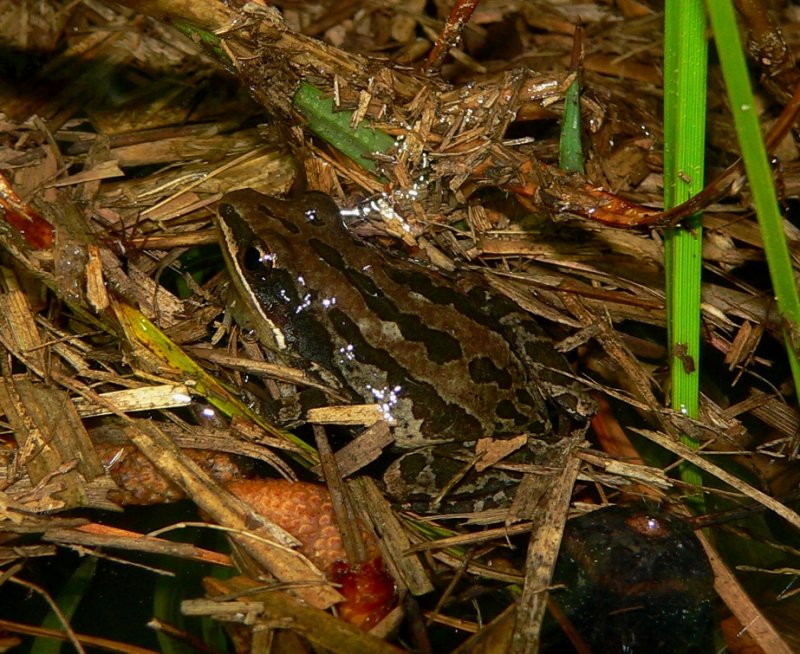 Southern Chorus Frog - <i>Pseudacris nigrita</i>