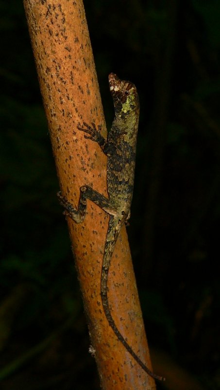 Pug-nosed Anole - <i>Norops capito</i>