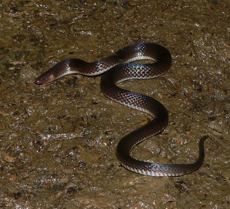 Hoffmanns Earthsnake - <i>Geophis hoffmanni</i>