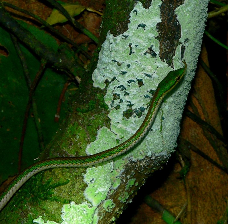 Olivers Parrot Snake - <i>Leptophis nebulosus</i>