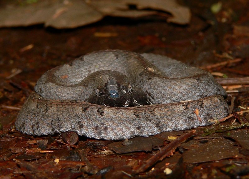 Hognose Viper - <i>Porthidium nasutum</i>