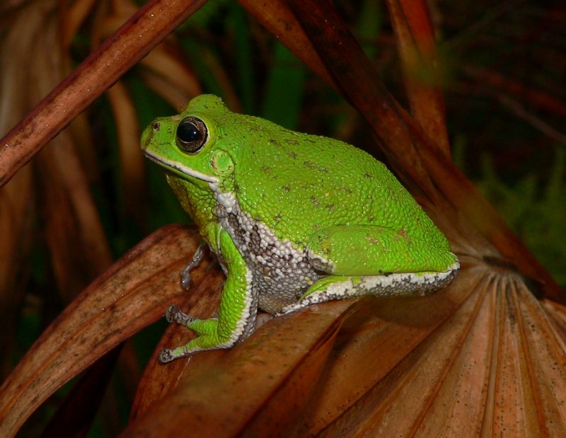 Barking Treefrog - <i>Hyla gratiosa</i>