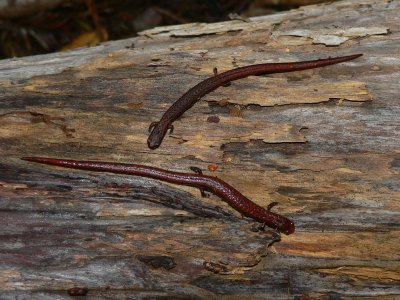 California Slender Salamanders - Batrachoseps attenuatus