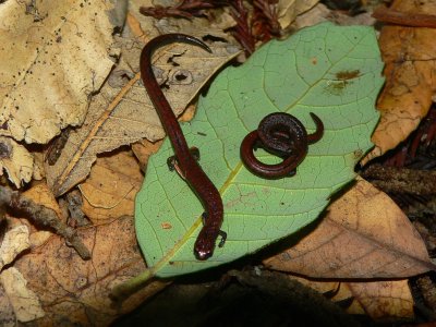 California Slender Salamanders - Batrachoseps attenuatus