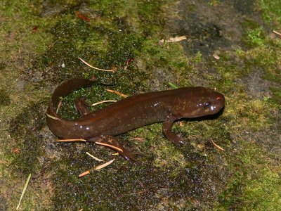California Giant Salamander - Dicamptodon ensatus