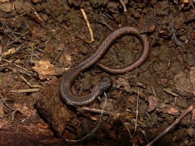 California Slender Salamander - Batrachoseps attenuatus
