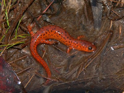 Eastern Mud Salamander - Pseudotriton montanus montanus