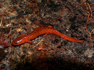 Eastern Mud Salamander - <i>Pseudotriton montanus montanus</i>