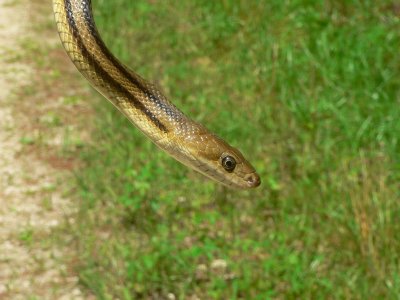 Yellow Rat Snake - Elaphe obsoleta quadrivittata