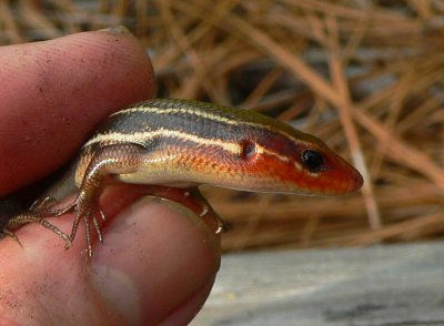Southeastern Five-lined Skink - Eumeces inexpectatus