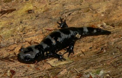 Marbled Salamander - <i>Ambystoma opacum</i>