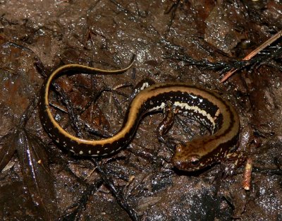 Three-lined Salamander - Eurycea guttolineata