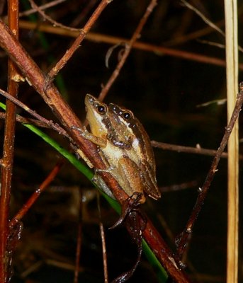 Little Grass Frogs - Pseudacris ocularis