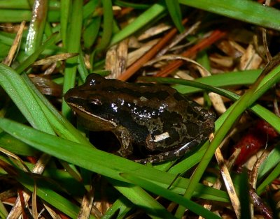 Southern Chorus Frog - Pseudacris nigrita