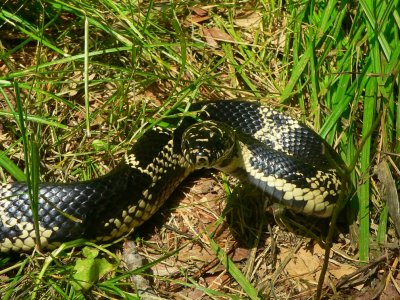 Eastern Kingsnake - Lampropeltis getula getula