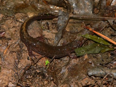 Southern Dusky Salamander - Desmognathus auriculatus