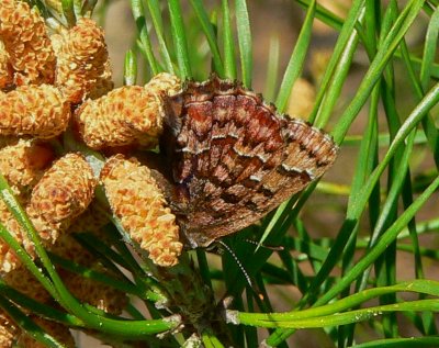 Pine Elfin - <i>Callophrys niphon</i>