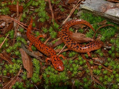 Northern Red Salamanders - Pseudotriton ruber ruber