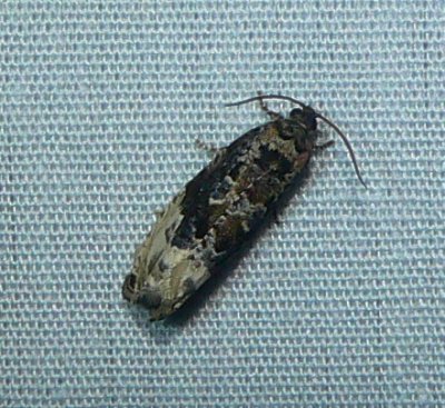 Green Budworm Moth - Hedya nubiferana