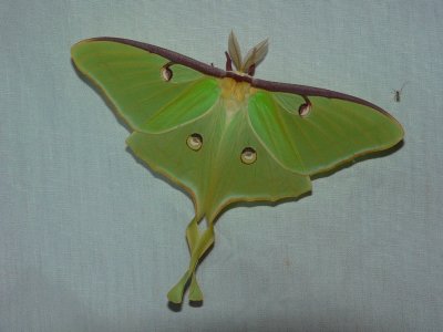 Luna Moth - Actias luna