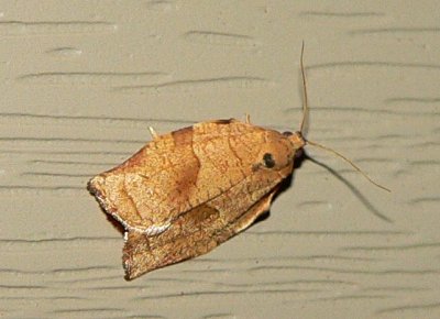 Oblique-banded Leafroller Moth - Choristoneura rosaceana