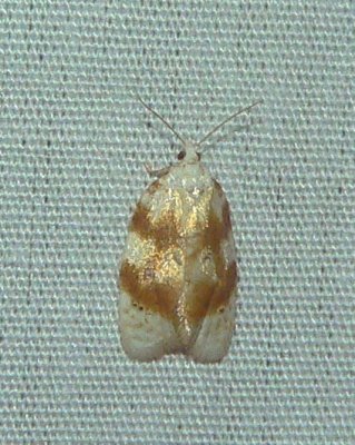 Oak Leaftier Moth - Acleris semipurpurana
