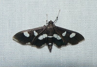 Grape Leaffolder Moth - Desmia