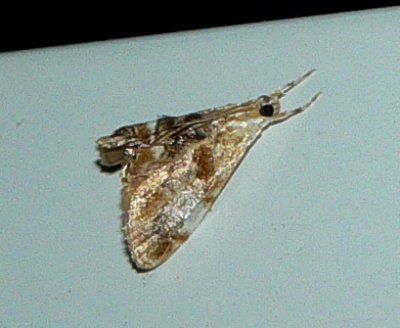 Julias Dicymolomia Moth - <i>Dicymolomia julianalis</i>