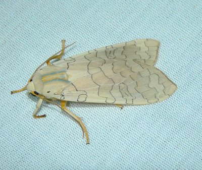 Banded Tussock Moth - Halysidota tessellaris