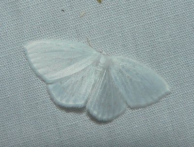 White Spring Moth - Lomographa vestaliata