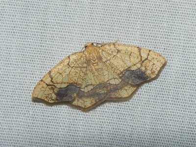 Horned Spanworm Moth - Nematocampa resistaria