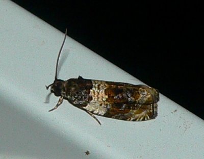 Moth - Olethreutes fasciatana