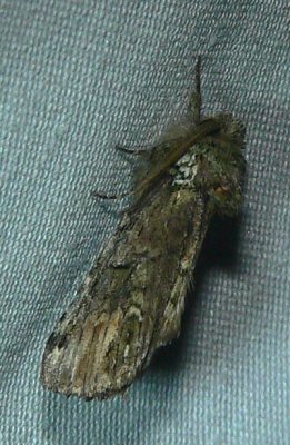 Unicorn Caterpillar Moth - Schizura unicornis