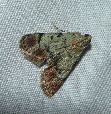 Dimorphic Macalla Moth - Macalla superatalis
