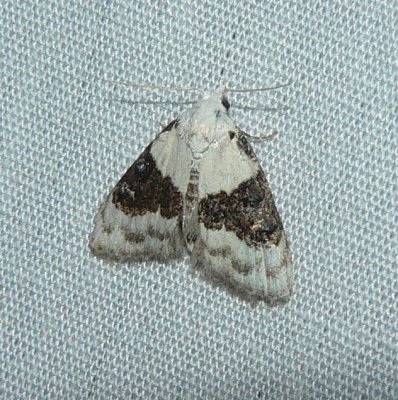 Sharp-blotched Nola Moth - Nola pustulata