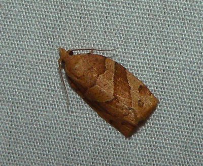 Woodgrain Leafroller - Pandemis lamprosana