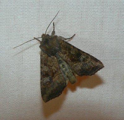 Veiled Ear Moth - Loscopia velata