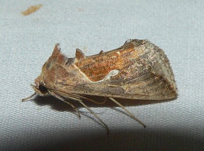Celery Looper Moth - Anagrapha falcifera