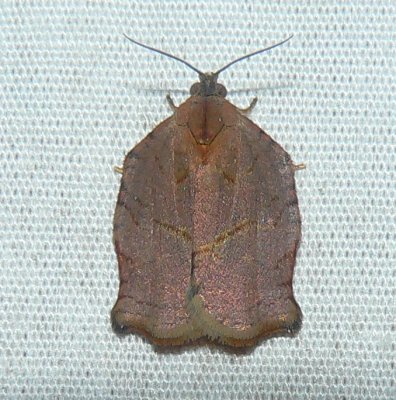 Leafroller Moth - Archips purpurana