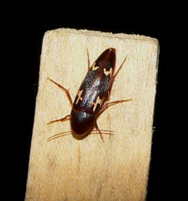 Beetle - Dircaea liturata