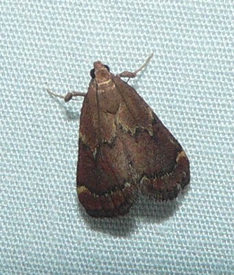 Red-shawled Moth - Pseudasopia intermedialis