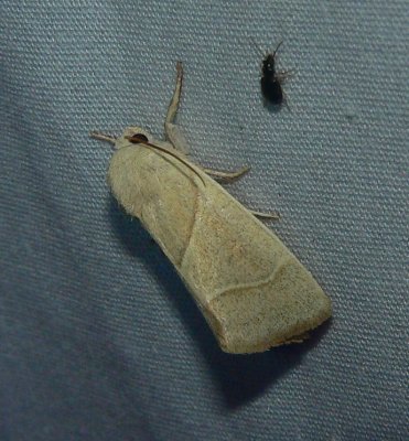 American Dun-bar Moth - Cosmia calami