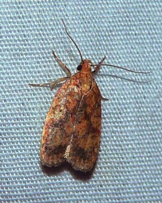 Four-dotted Agonopterix - Agonopterix robiniella