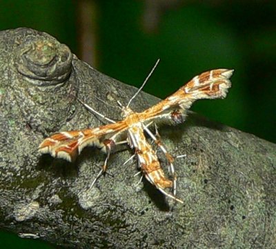 Plume Moths - Pterophoroidea