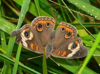 Common Buckeye - Junonia coenia