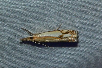 Double-banded Grass Veneer Moth - Crambus agitatellus