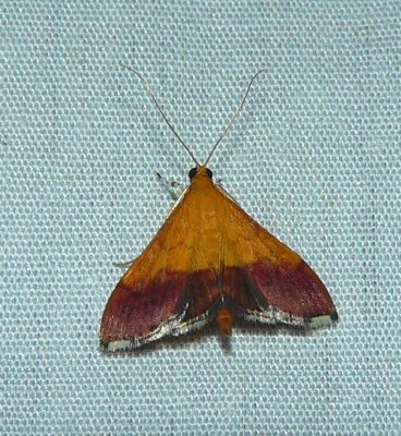 Bicolored Pyrausta Moth - Pyrausta bicoloralis