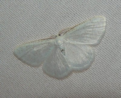 Virgin Moth - Protitame virginalis